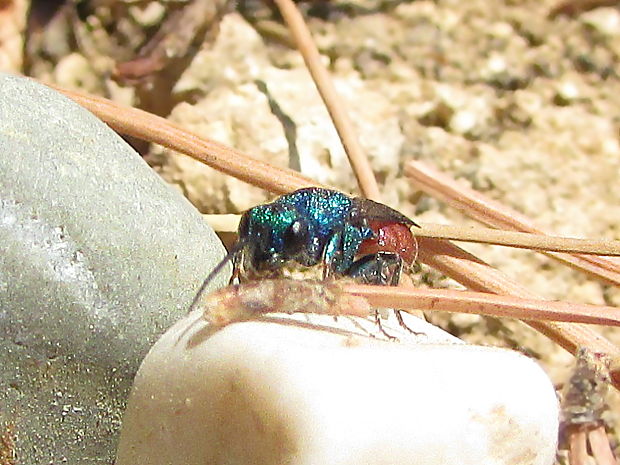 zlatěnka Hedychridium cf. roseum