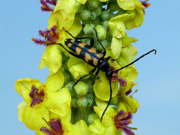 fuzáč štvorpruhový (sk) / tesařík čtveropásý (cz) Leptura quadrifasciata Linnaeus, 1758