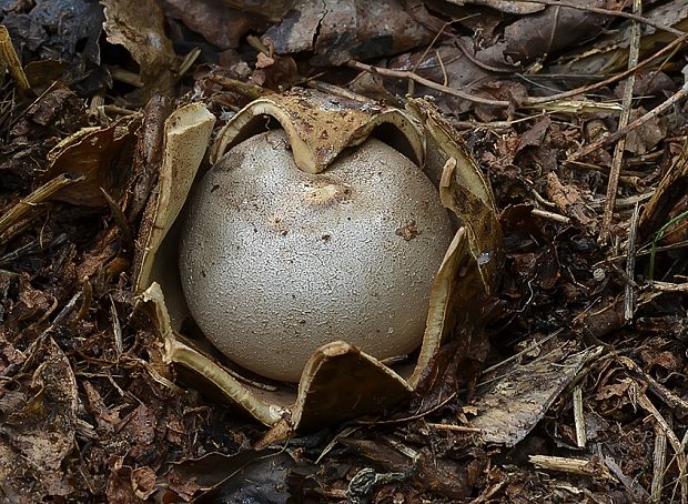 mnohokrčka dierkovaná Myriostoma coliforme (Dicks.) Corda