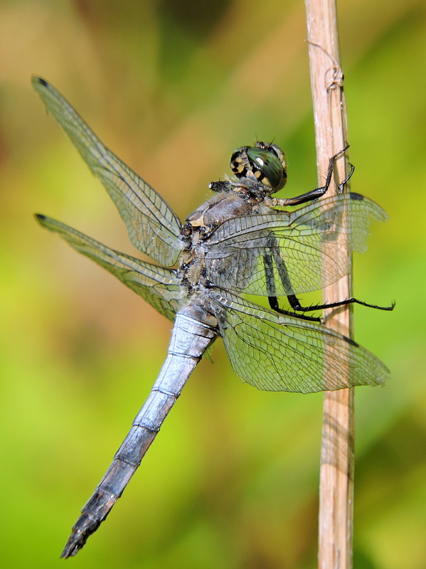 vážka rybničná   Orthetrum cancellatum