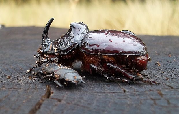 nosorožtek obyčajný Oryctes nasicornis