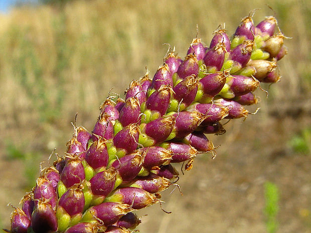 skorocel väčší Plantago major L.