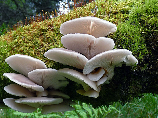 hliva buková Pleurotus pulmonarius (Fr.) Quél.