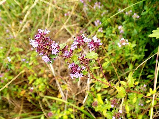 dúška Thymus sp.