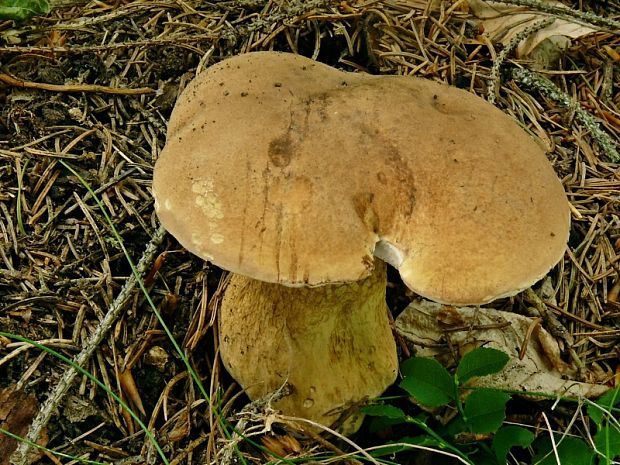 podhríb žlčový Tylopilus felleus (Bull.) P. Karst.