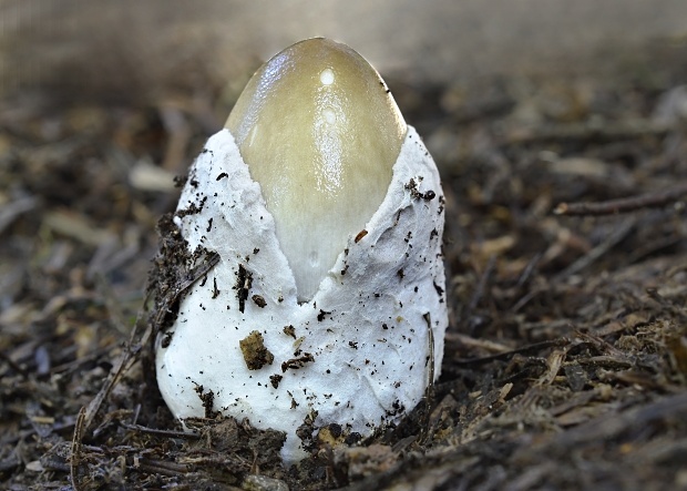 muchotrávka pošvatá Amanita vaginata (Bull.) Lam.