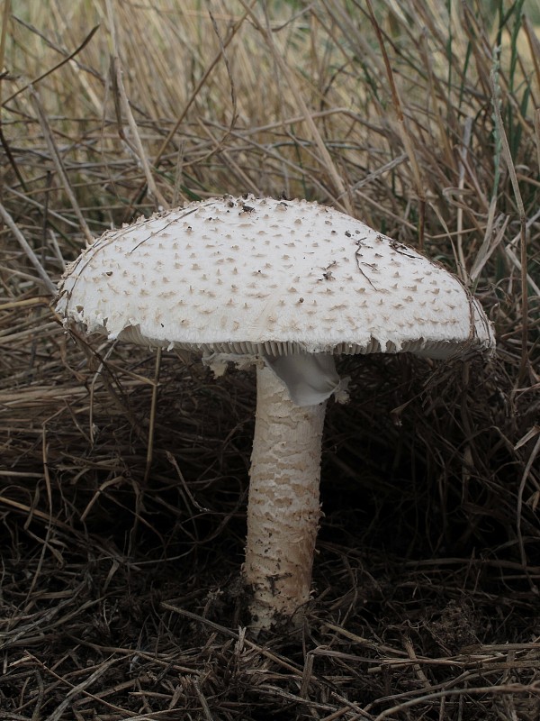 muchotrávka Vittadiniho Amanita vittadinii (Moretti) Vittad.