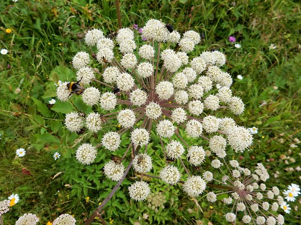 angelika lesná Angelica sylvestris L.