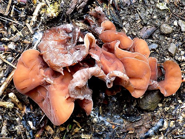 uchovec bazový Auricularia auricula-judae (Bull.) Quél.