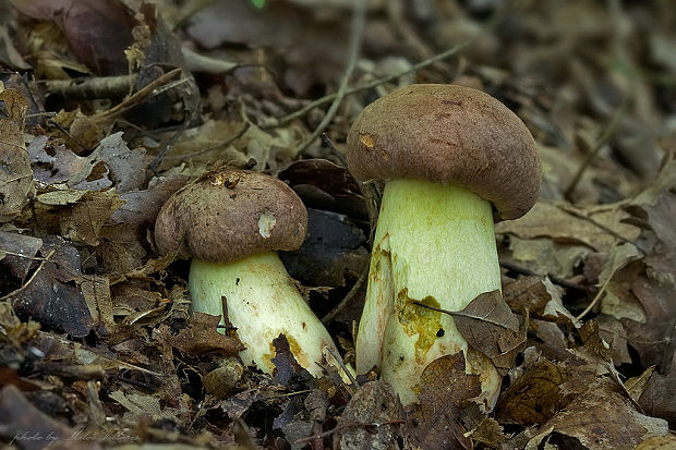 hríb príveskatý Butyriboletus appendiculatus (Schaeff. ex Fr.) Secr.