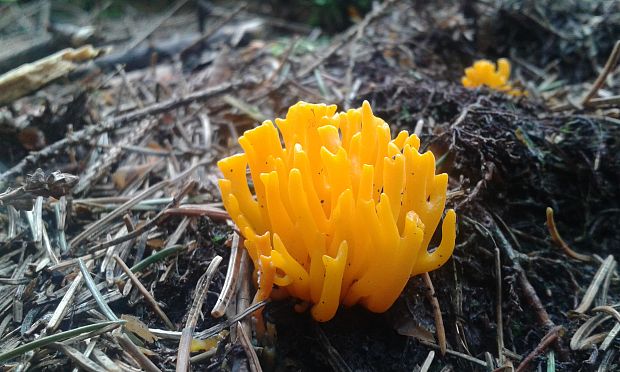 parôžkovec lepkavý Calocera viscosa (Pers.) Fr.