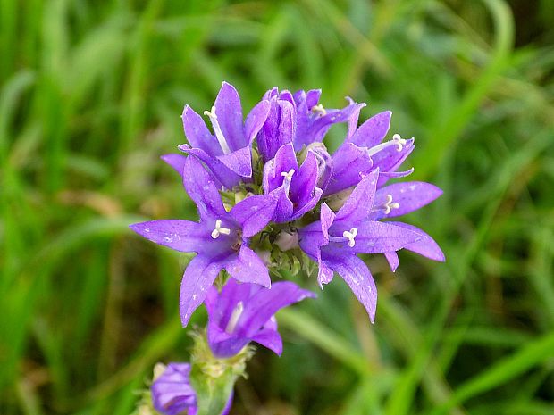 zvonček klbkatý Campanula glomerata agg. L.