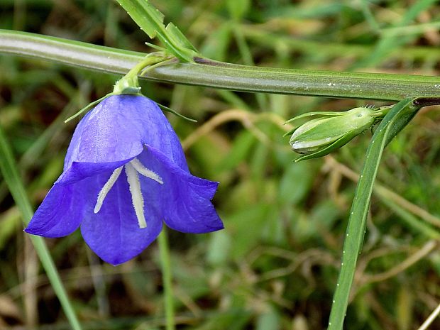 zvonček Campanula sp.