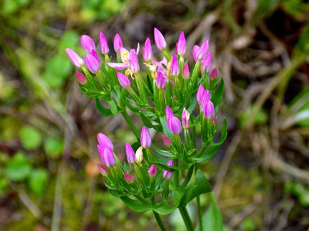 zemežlč menšia Centaurium erythraea Rafn