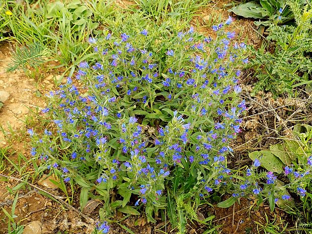 hadinec obyčajný Echium vulgare L.