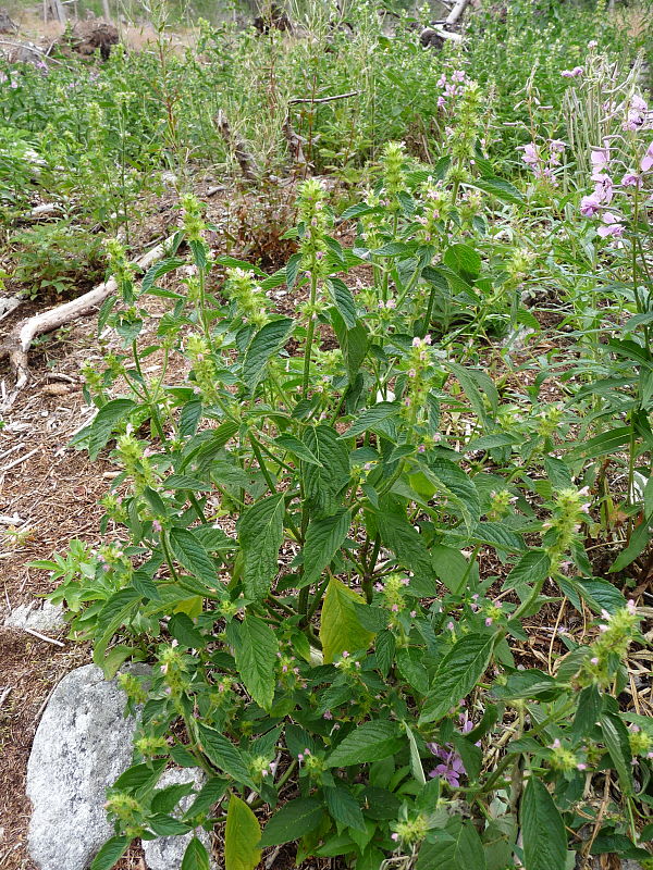 konopnica napuchnutá Galeopsis tetrahit L.