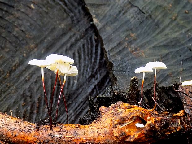 tanečnica Bulliardova Marasmius bulliardii Quél.