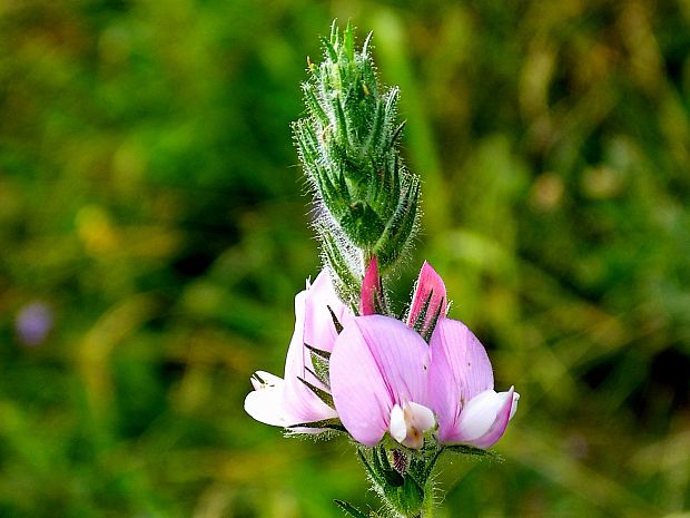 ihlica roľná Ononis arvensis L.