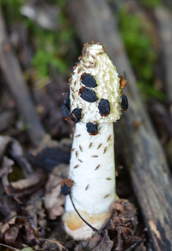 hadovka smradľavá Phallus impudicus L.