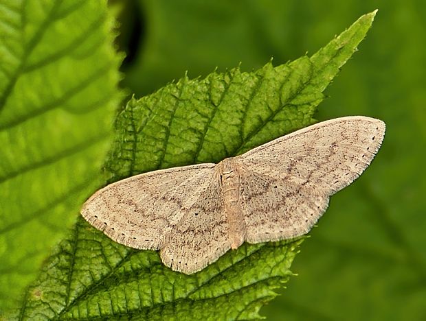 piadica marinková Scopula floslactata