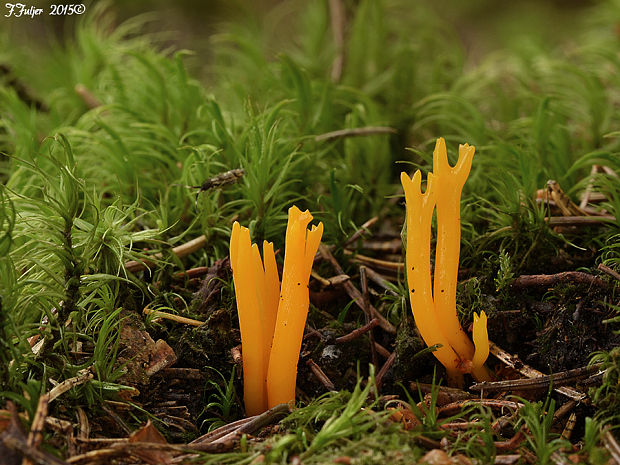 parôžkovec lepkavý Calocera viscosa (Pers.) Fr.