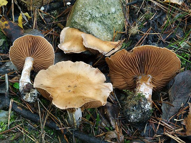 pavučinovec závojnatý Cortinarius bivelus (Fr.) Fr.