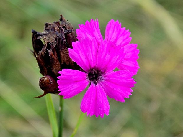 klinček kartuziánsky Dianthus carthusianorum L.