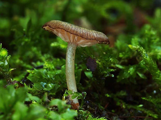 hodvábnica Entoloma olivaceotinctum Noordel.