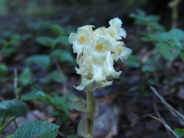 hniliak smrekový Monotropa hypopitys L.