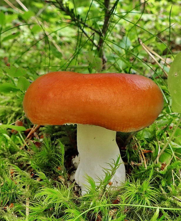 plávka Russula sp.