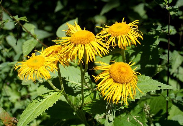 telekia ozdobná Telekia speciosa (Schreb.) Baumg.