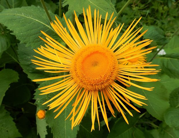 telekia ozdobná Telekia speciosa (Schreb.) Baumg.