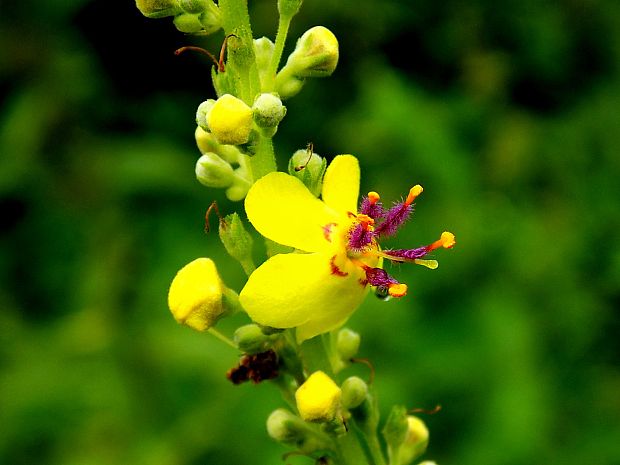 divozel čierny Verbascum nigrum L.