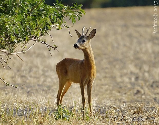 srnec lesný Capreolus capreolus