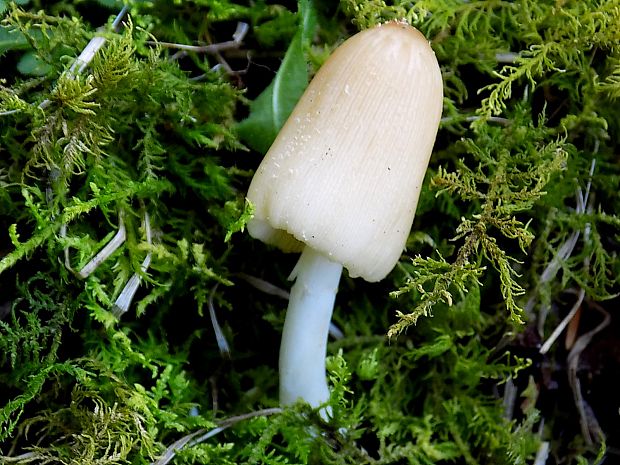 hnojník Coprinus sp.