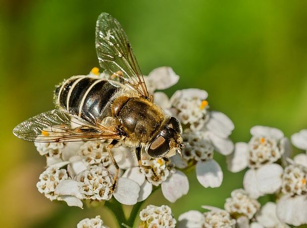 pestrica Eristalis rupium ♀