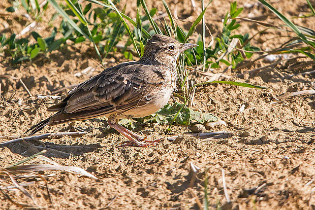 pipíška chochlatá  Galerida cristata