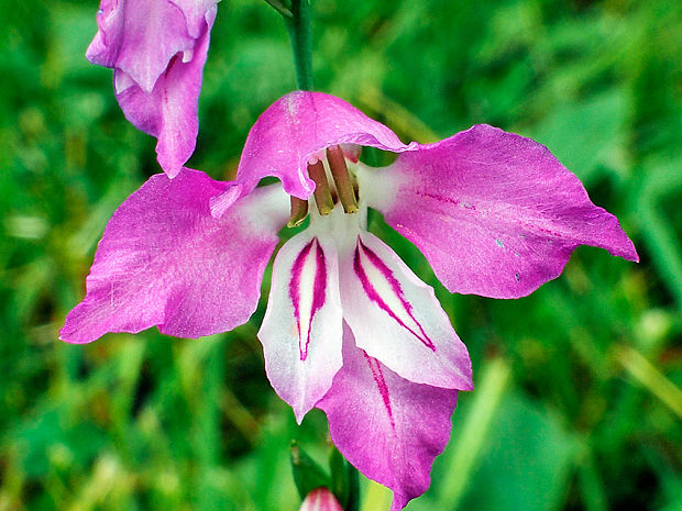 mečík škridlicovitý Gladiolus imbricatus L.