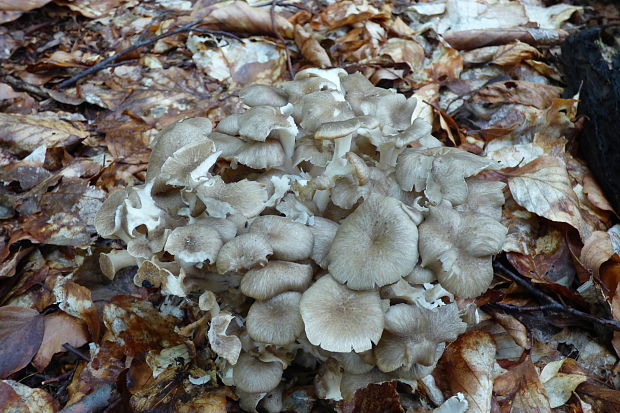 trúdnik klobúčkatý Polyporus umbellatus (Pers.) Fr.