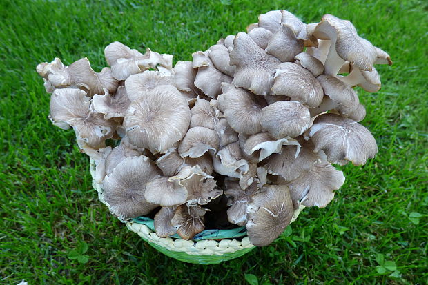 trúdnik klobúčkatý Polyporus umbellatus (Pers.) Fr.