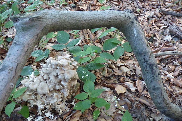 trúdnik klobúčkatý Polyporus umbellatus (Pers.) Fr.