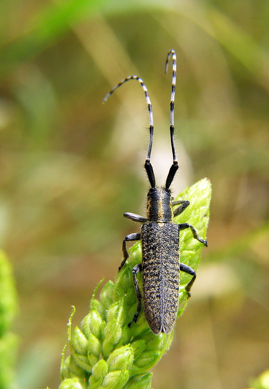 vrzúnik úzkoštíty Agapanthia villosoviridescens