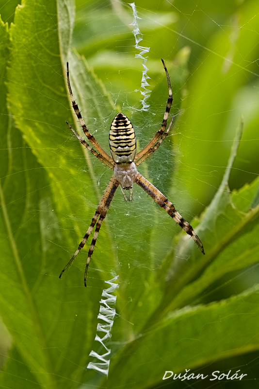 križiak pásavý Argiope bruennichi