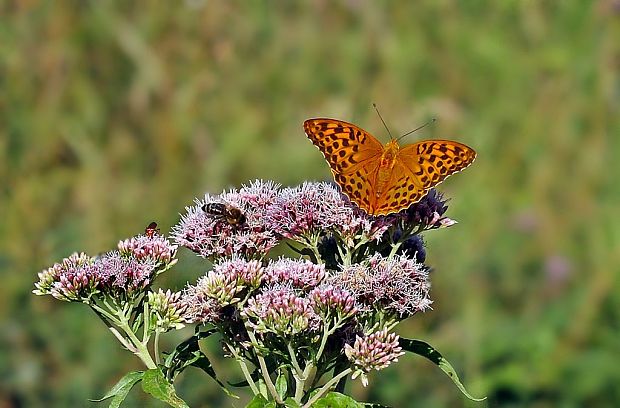 perlovec striebristopásavý Argynnis paphia