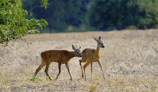 srnec lesný Capreolus capreolus