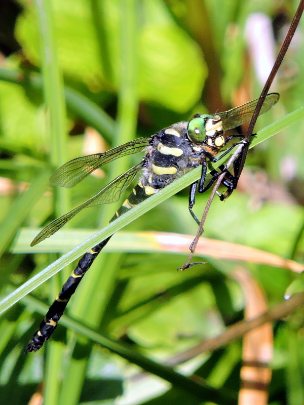 pásikavec dvojzubý Cordulegaster bidentata