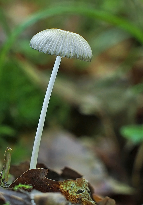 hnojník Parasola sp.