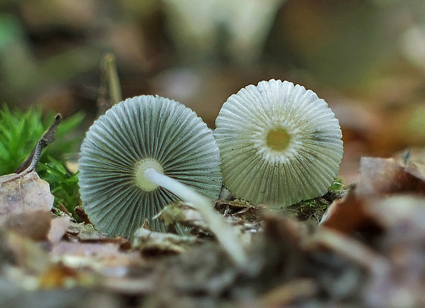 hnojník Parasola sp.