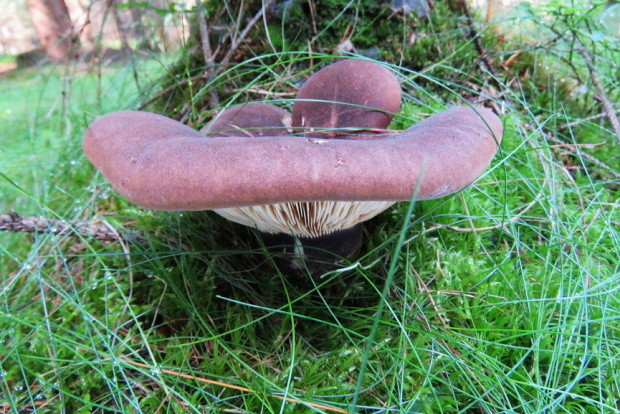 čechračka tmavohlúbiková Tapinella atrotomentosa (Batsch) Šutara