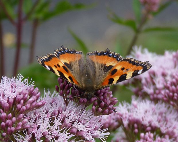 babôčka pŕhľavová / babočka kopřivová  Aglais urticae